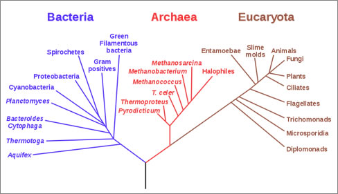 fig6.jpg