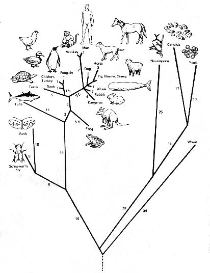 Animal Evolutionary Tree