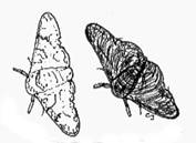 http://www.globalchange.umich.edu/globalchange1/current/labs/peppered_moth/moth.gif