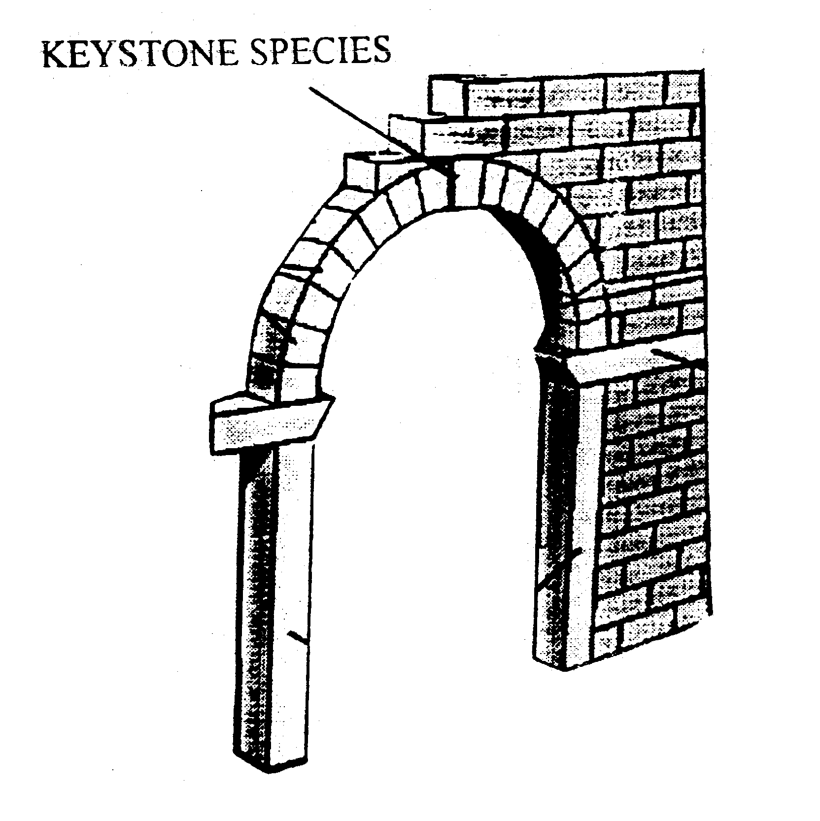 keystone species – The Ecological Society of America
